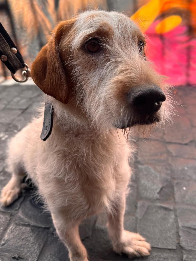 Nick, cachorro de porte pequeno para adoção em Uberlândia - MG — foto 2 de 7
