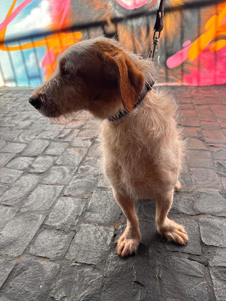 Nick, cachorro de porte pequeno para adoção em Uberlândia - MG — foto 3 de 7