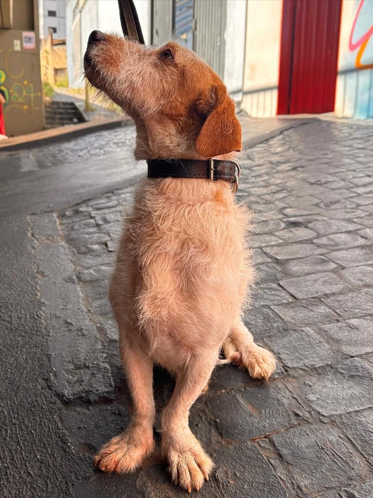 Nick, cachorro de porte pequeno para adoção em Uberlândia - MG — foto 4 de 7