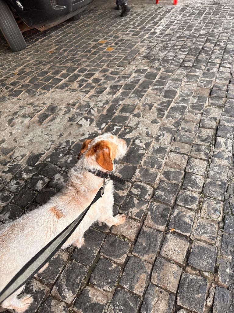 Nick, cachorro de porte pequeno para adoção em Uberlândia - MG — foto 5 de 7