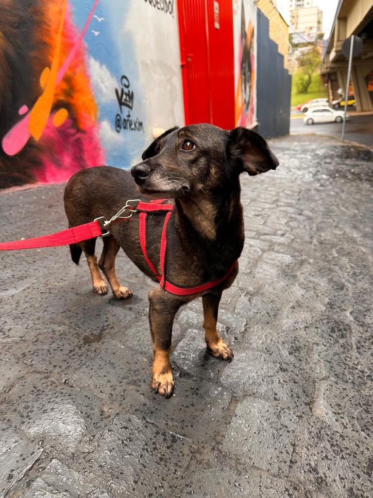 Fran, cadela de porte pequeno para adoção em Uberlândia - MG — foto 2 de 8