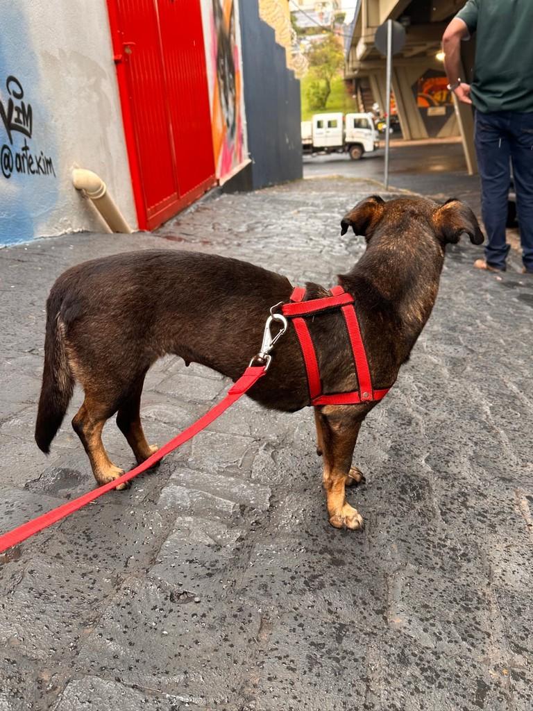 Fran, cadela de porte pequeno para adoção em Uberlândia - MG — foto 3 de 8