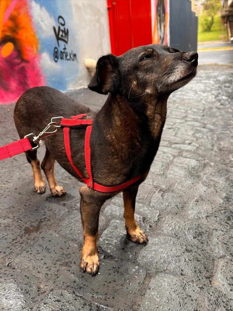 Fran, cadela de porte pequeno para adoção em Uberlândia - MG — foto 4 de 8