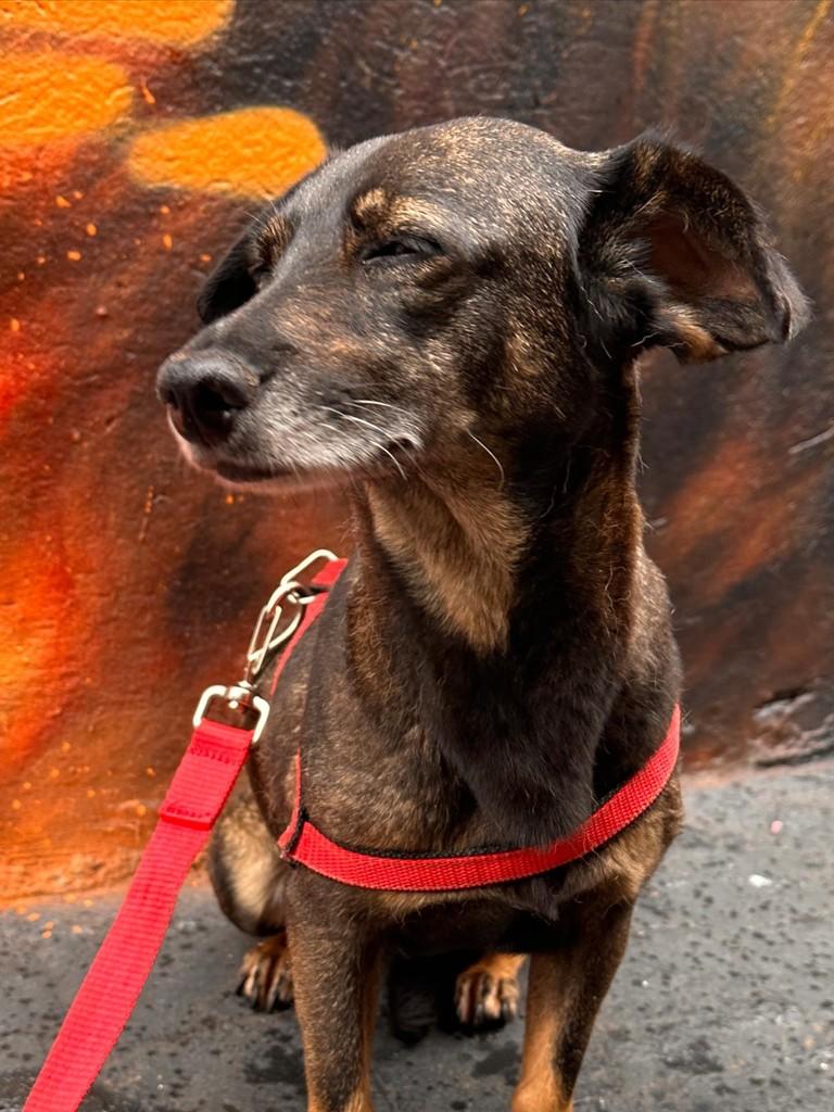 Fran, cadela de porte pequeno para adoção em Uberlândia - MG — foto 5 de 8