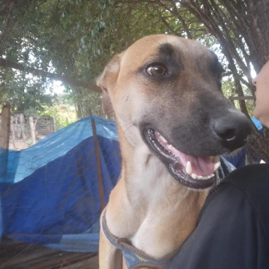 Princesa, cachorro de porte grande para adoção em Monte Santo de Minas - MG