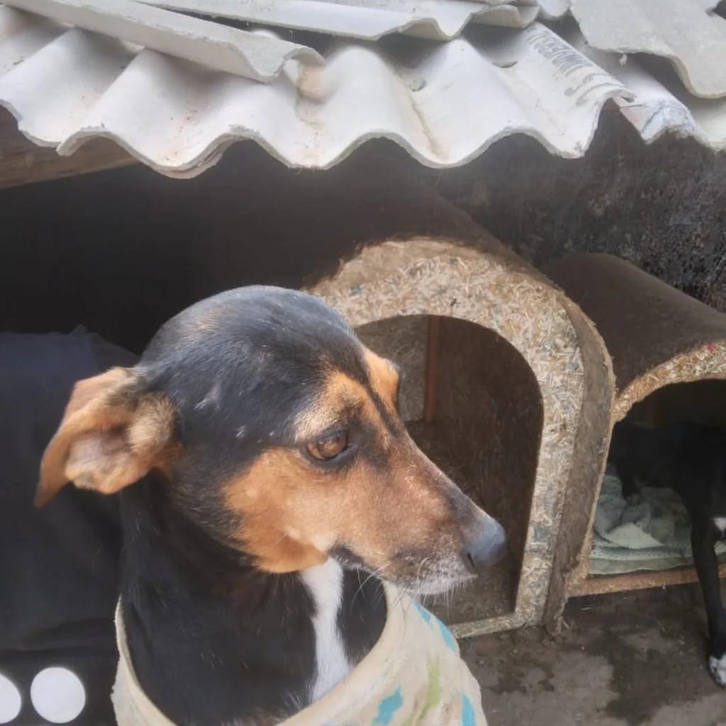 Pitoco, cachorro de porte pequeno para adoção em Monte Santo de Minas - MG