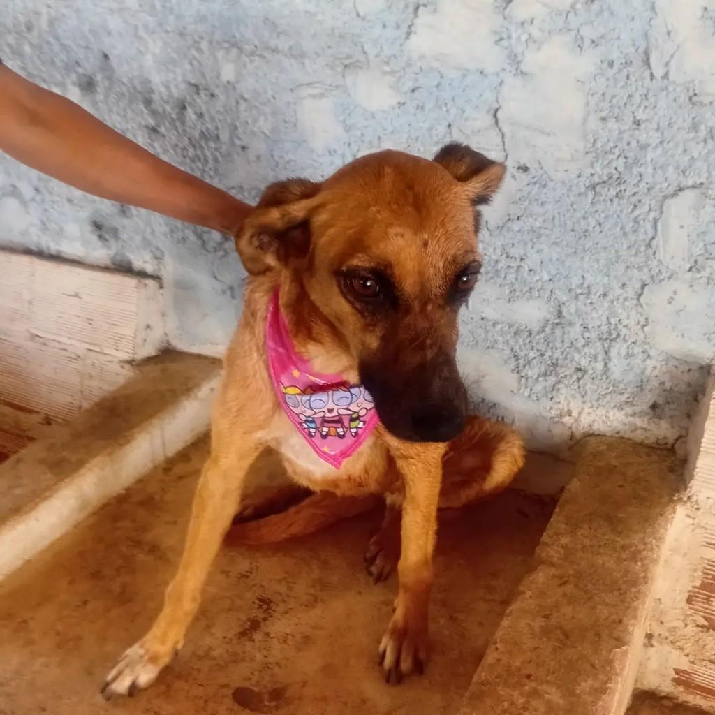 Mel, cadela de porte pequeno para adoção em Monte Santo de Minas - MG