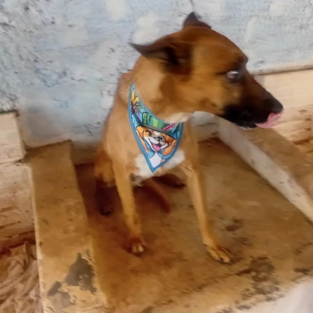 Aquiles, cachorro de porte pequeno para adoção em Monte Santo de Minas - MG
