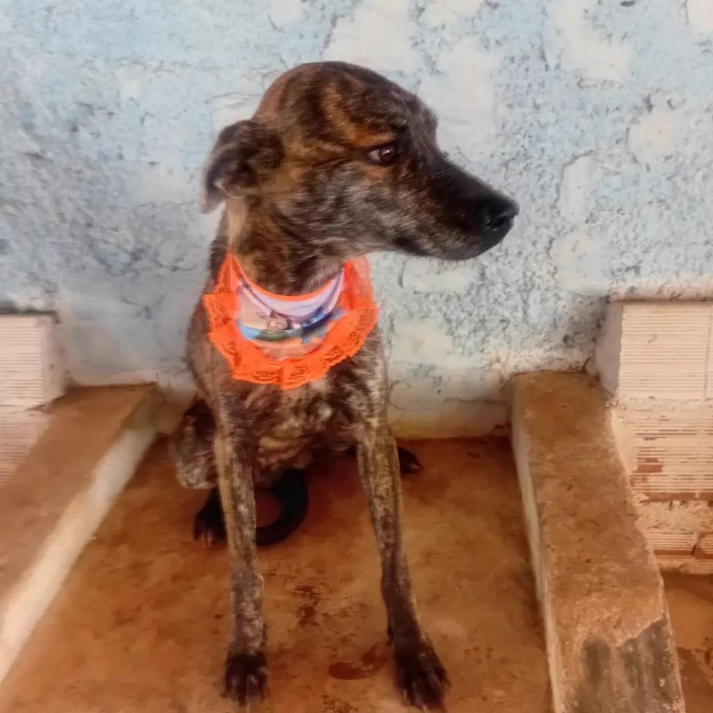 Jasmine, cadela de porte pequeno para adoção em Monte Santo de Minas - MG