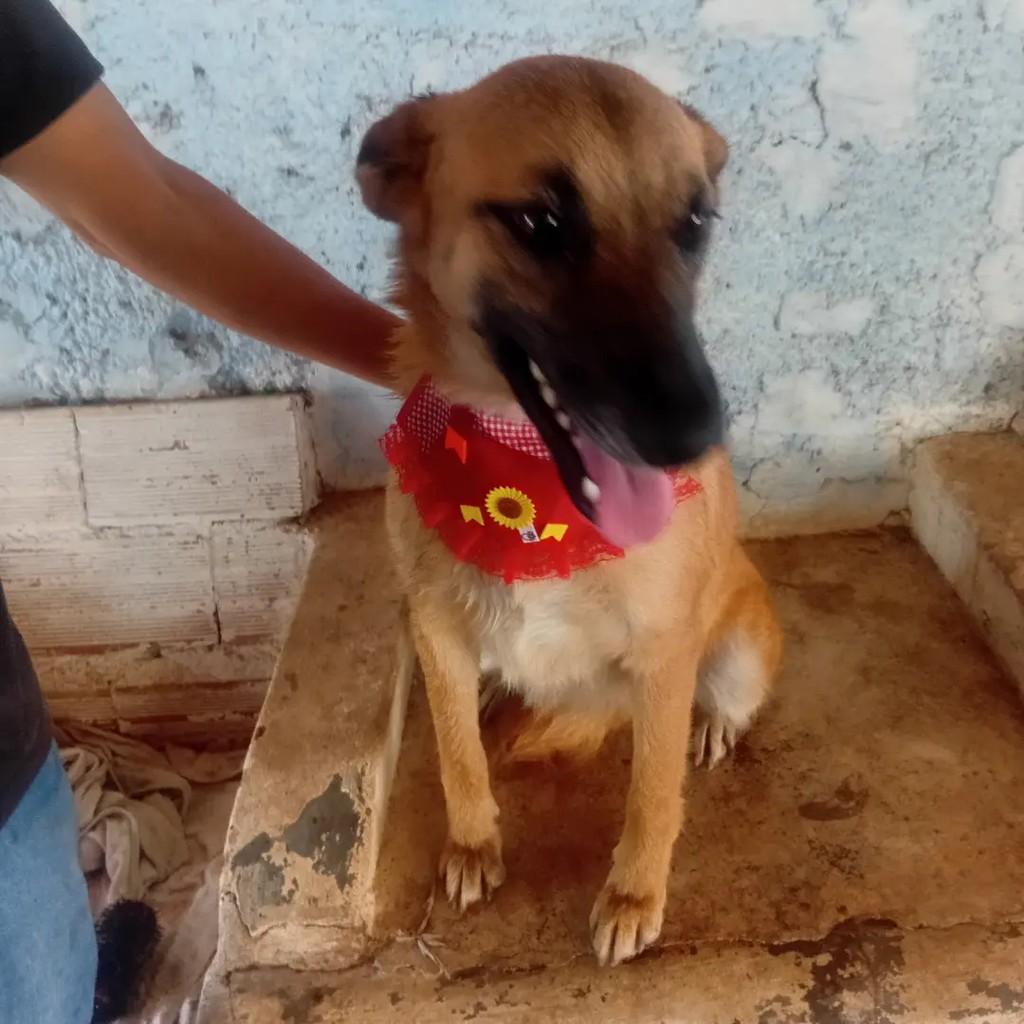 Lessie, cadela de porte pequeno para adoção em Monte Santo de Minas - MG