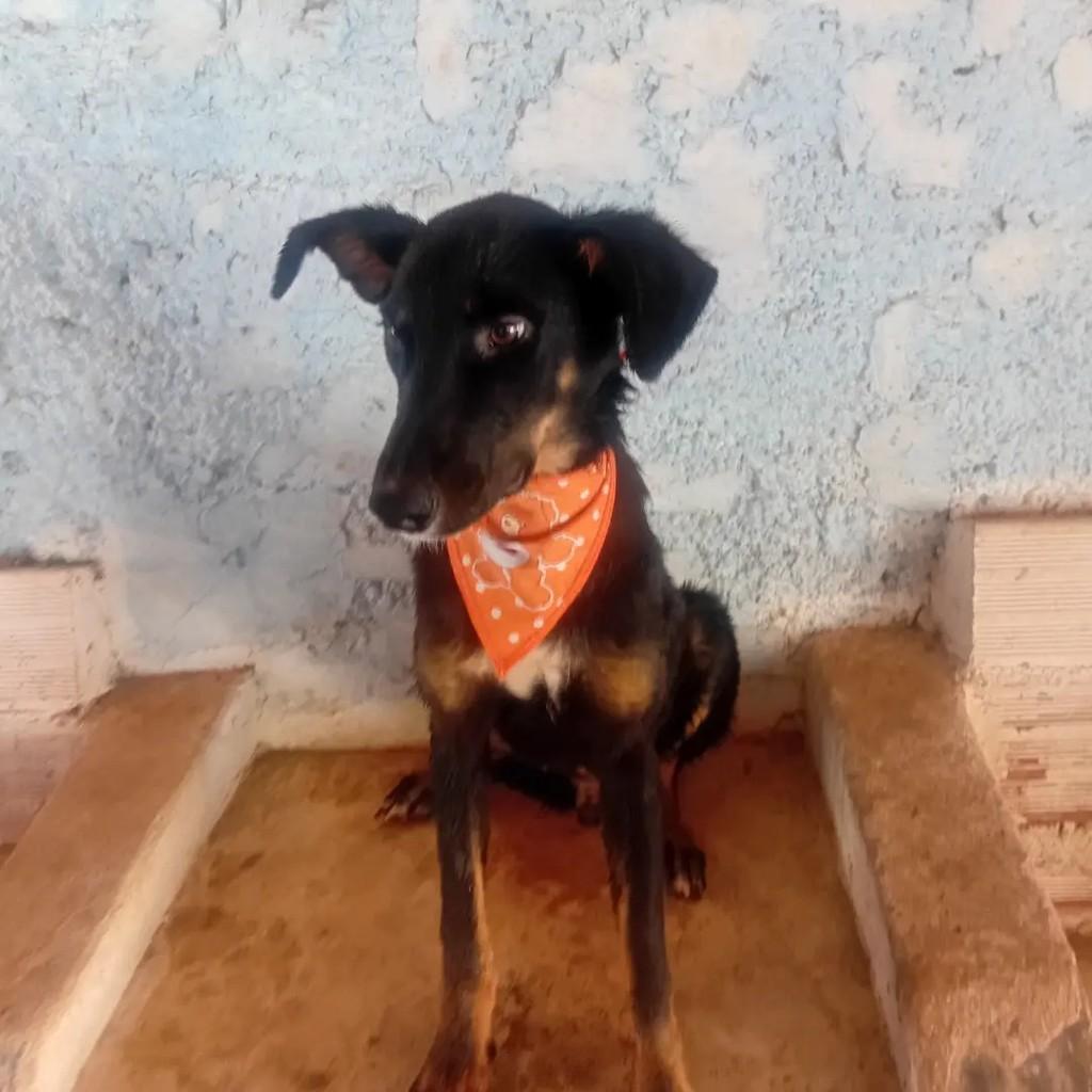 Benedito, cachorro de porte pequeno para adoção em Monte Santo de Minas - MG