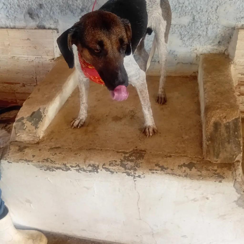 Belinha, cadela de porte médio para adoção em Monte Santo de Minas - MG