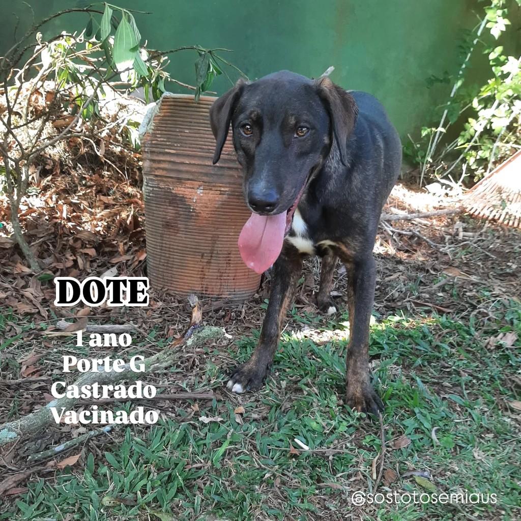 Dote, cachorro de porte grande para adoção em São Paulo - SP