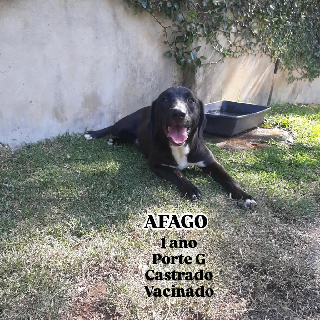 Afago, cachorro de porte grande para adoção em São Paulo - SP