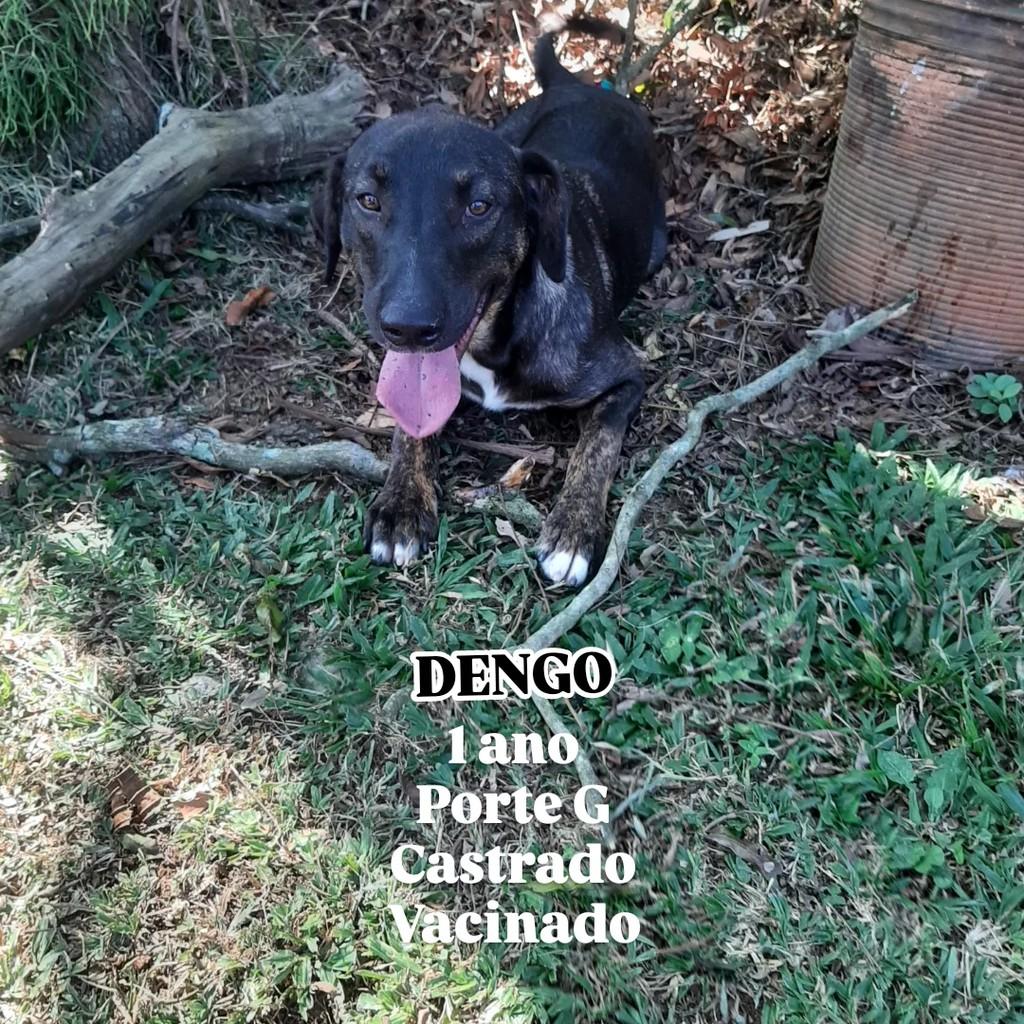 Dengo, cachorro de porte grande para adoção em São Paulo - SP