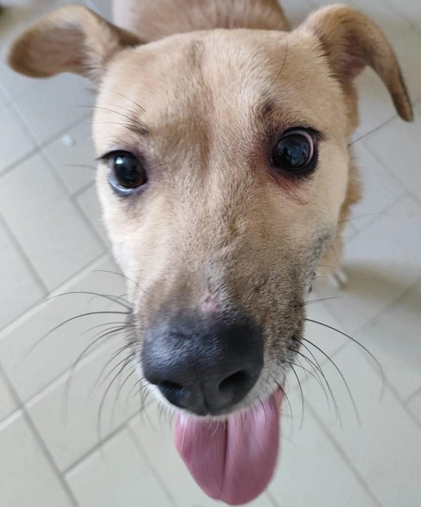Maricota, cachorro para adoção em São Paulo - SP