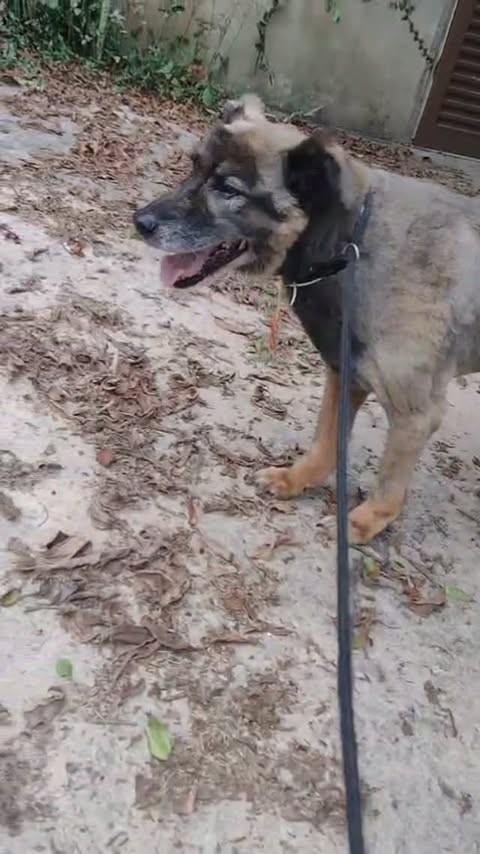 Farofa, cachorro de porte médio para adoção em São Paulo - SP