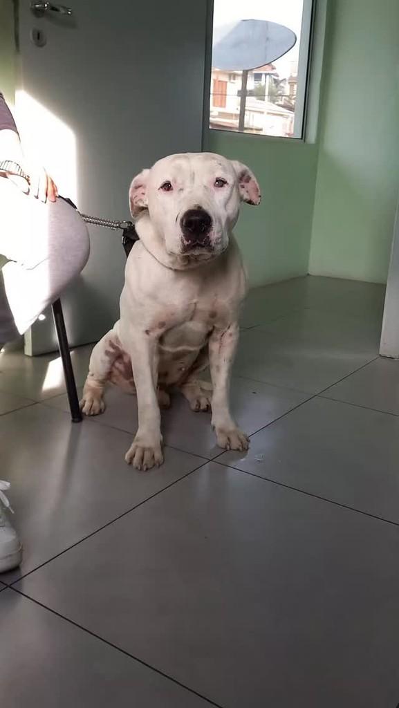 Zeus, cachorro de porte grande para adoção em Novo Hamburgo - RS