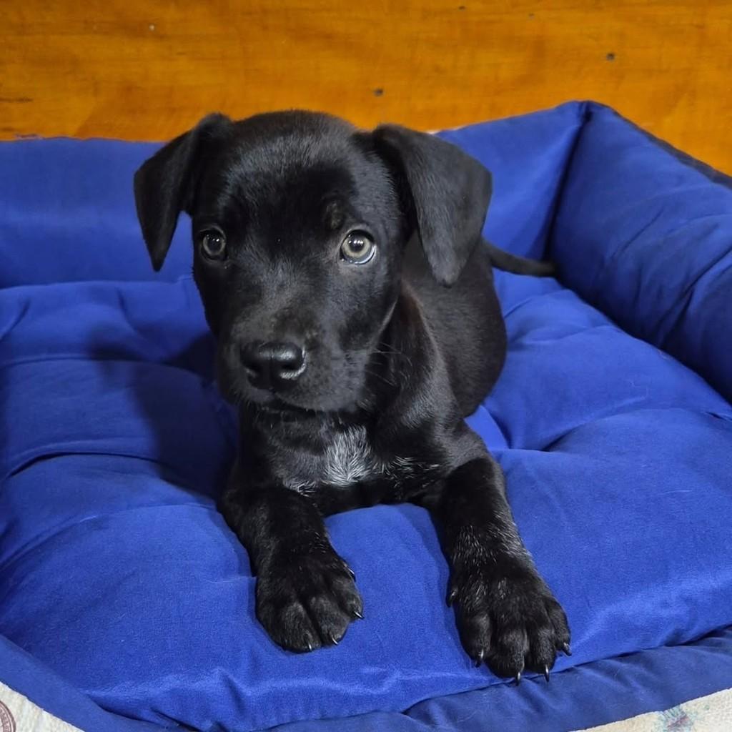 Pretinho, cachorro de porte médio para adoção em Londrina - PR