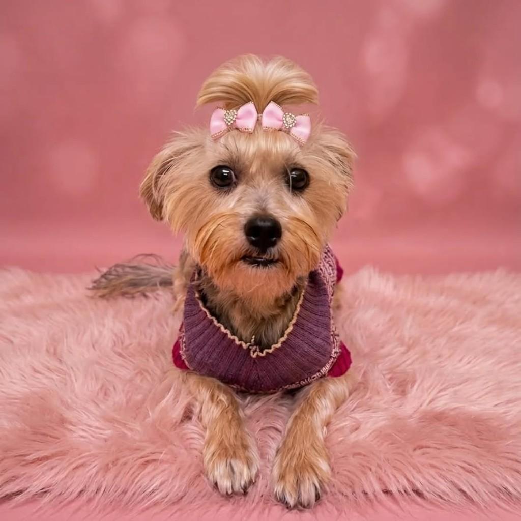 Princesinha, cachorro de porte médio para adoção em Londrina - PR