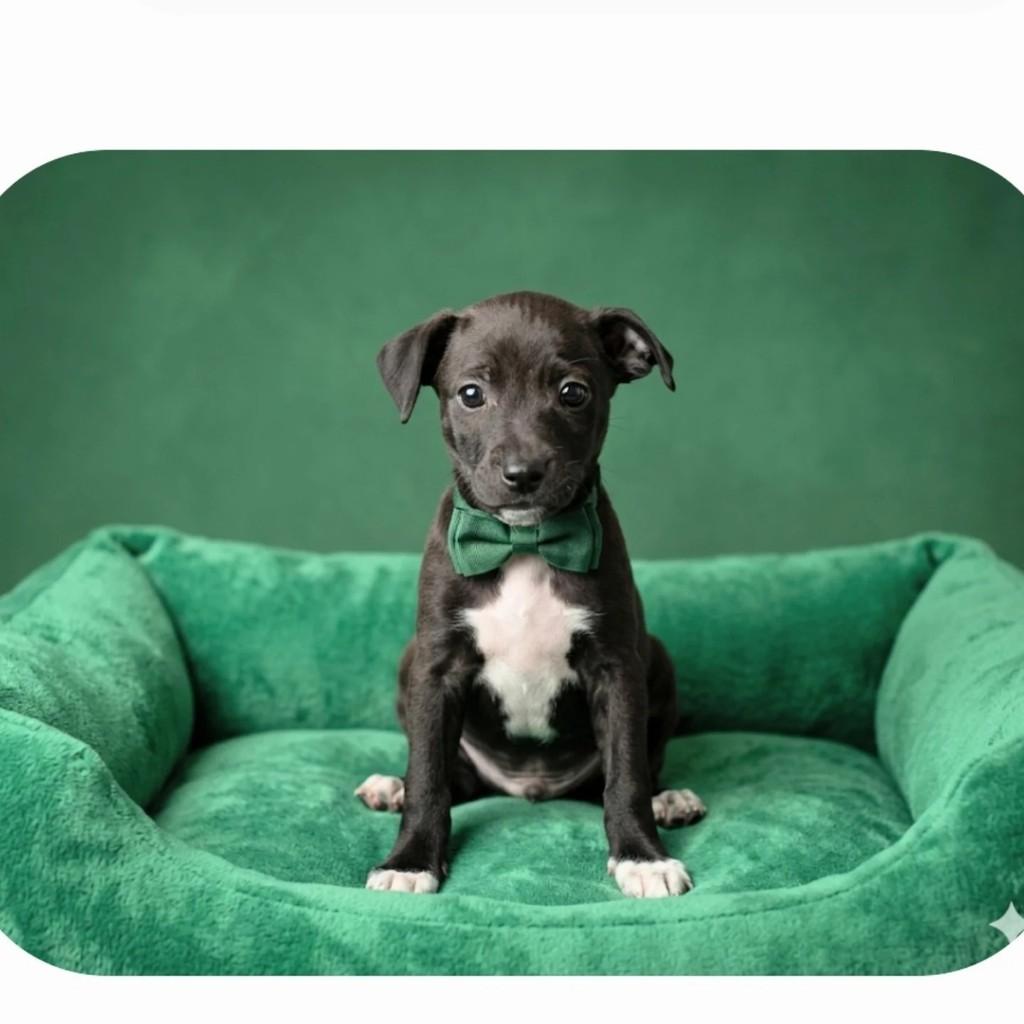 Lord, cachorro de porte médio para adoção em Londrina - PR