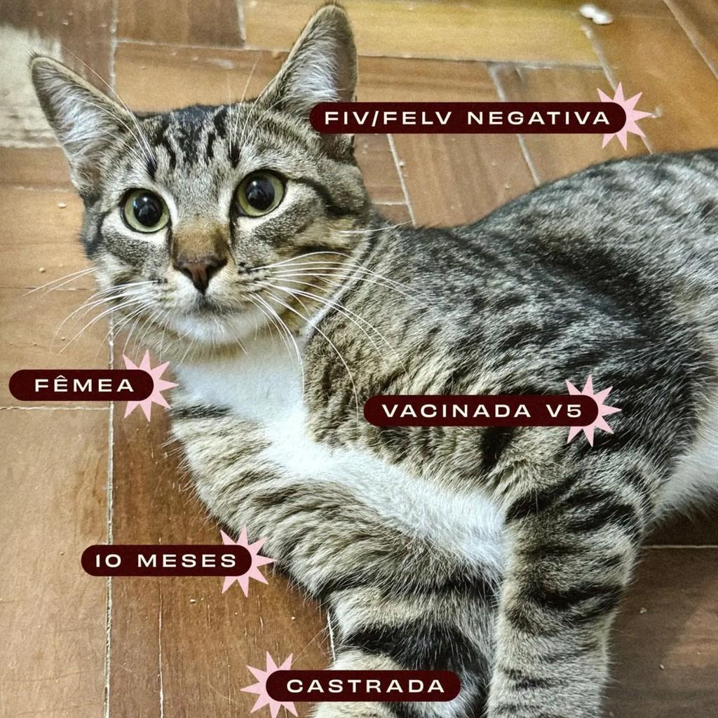 Lis, gata de porte pequeno para adoção em Londrina - PR