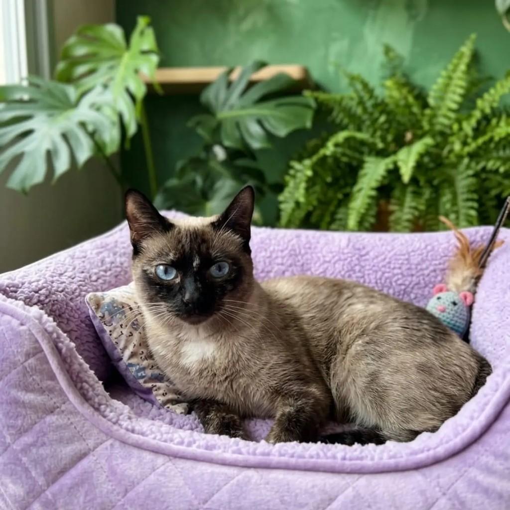 Rita, gata de porte pequeno para adoção em Londrina - PR
