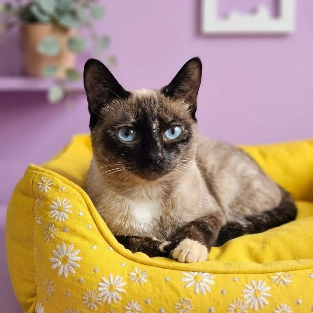 Rita, gata de porte pequeno para adoção em Londrina - PR — foto 2 de 3