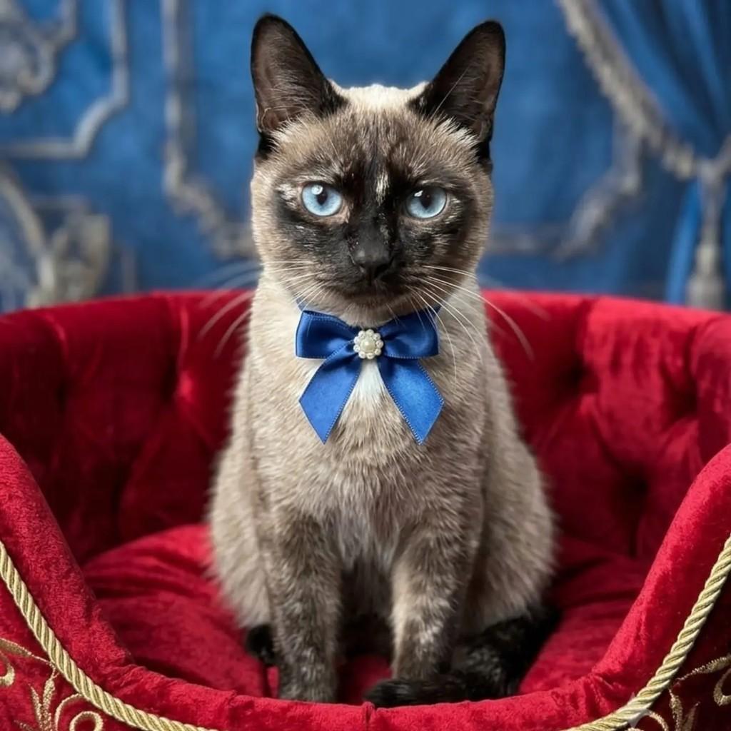 Rita, gata de porte pequeno para adoção em Londrina - PR — foto 3 de 3