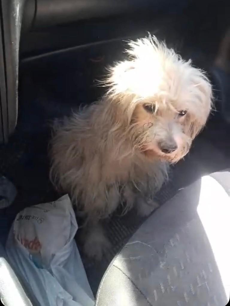 Dioguinho, cachorro de porte pequeno para adoção em Santos - SP