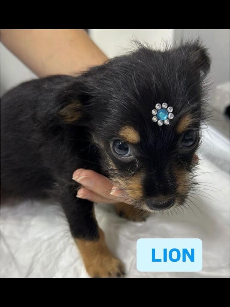 Lion, cachorro de porte pequeno para adoção em Cubatão - SP