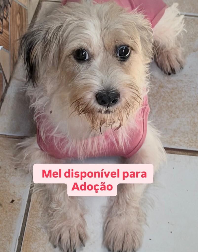 Mel, cachorro de porte pequeno para adoção em Santos - SP