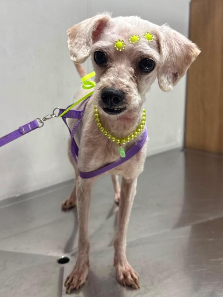 Marvi, cachorro de porte pequeno para adoção em Santos - SP