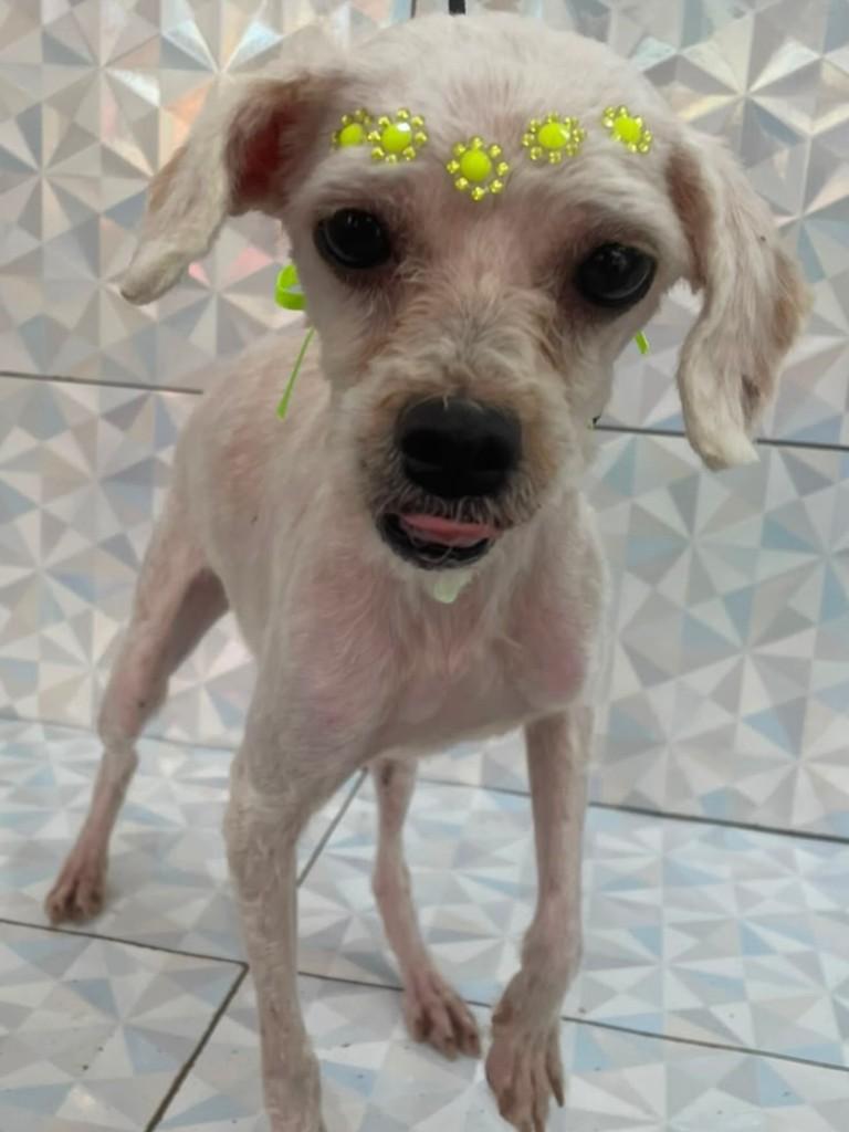 Marvi, cachorro de porte pequeno para adoção em Santos - SP — foto 2 de 6