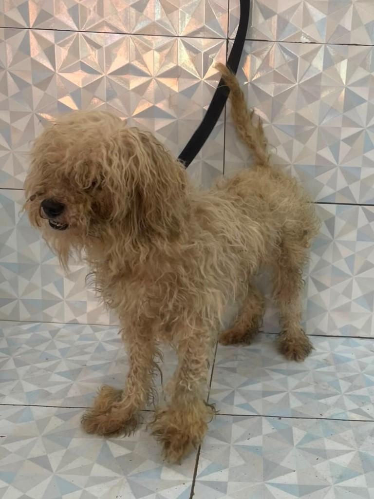 Marvi, cachorro de porte pequeno para adoção em Santos - SP — foto 3 de 6