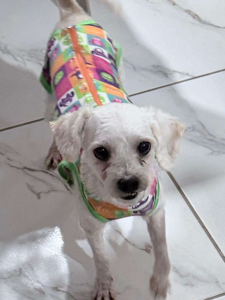 Marvi, cachorro de porte pequeno para adoção em Santos - SP — foto 4 de 6