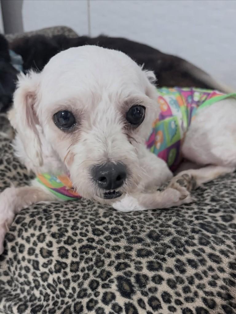 Marvi, cachorro de porte pequeno para adoção em Santos - SP — foto 5 de 6