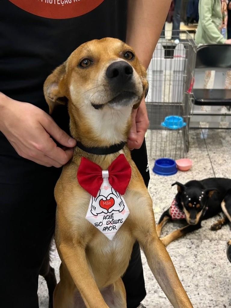 Scooby, cachorro de porte médio para adoção em Criciúma - SC