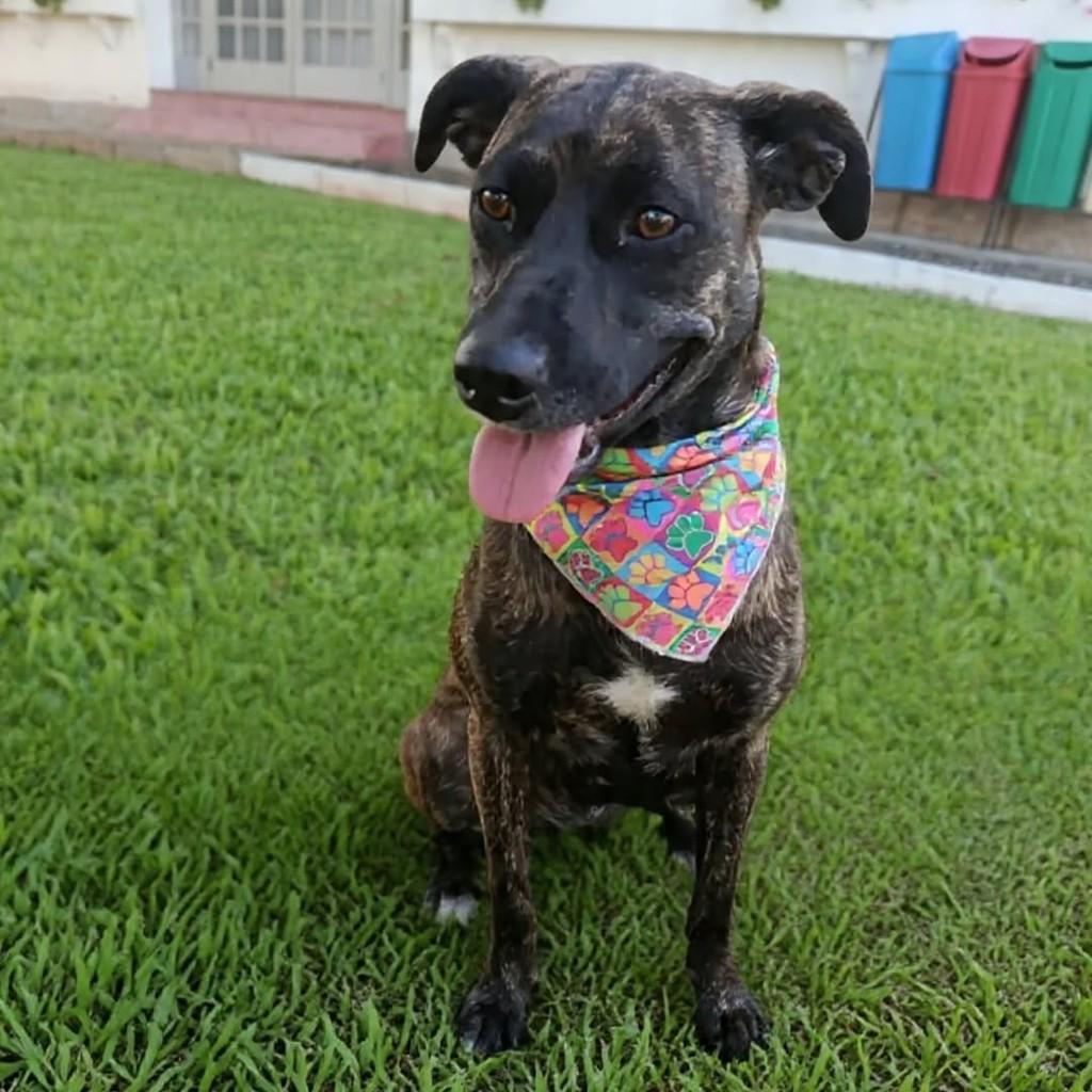 Cachorrinha, cadela de porte médio para adoção em Criciúma - SC