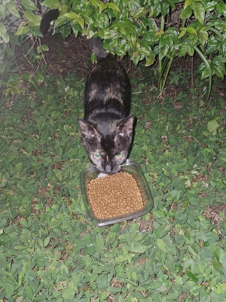 Rio, gata de porte pequeno para adoção em Criciúma - SC