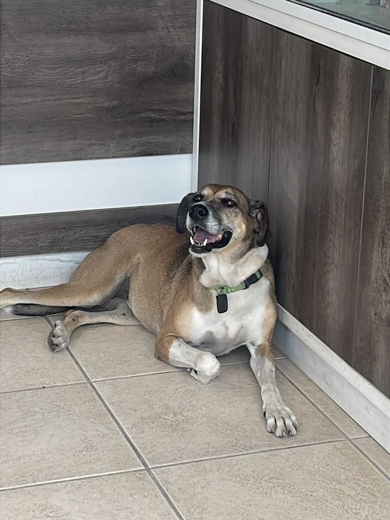 Princesa, cadela de porte médio para adoção em Criciúma - SC