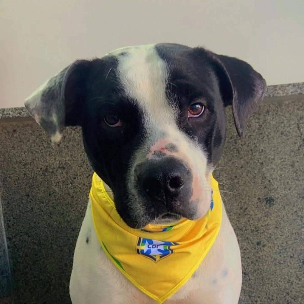 Lindão, cachorro de porte médio para adoção em Criciúma - SC