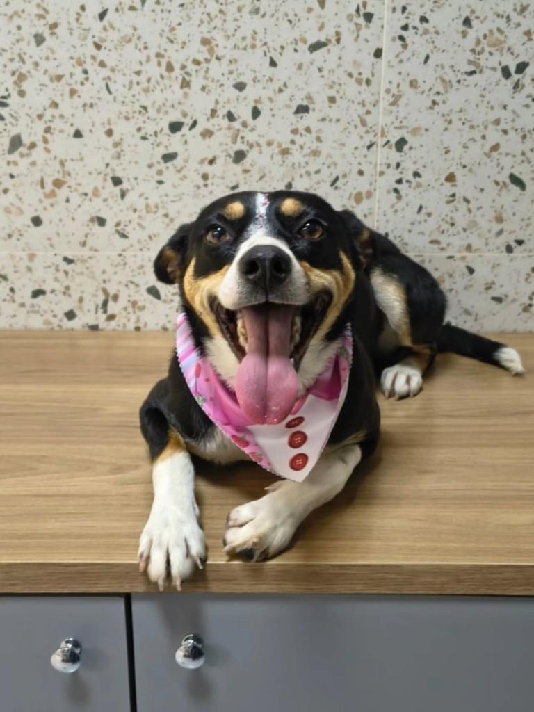Maria, cadela de porte pequeno para adoção em Criciúma - SC