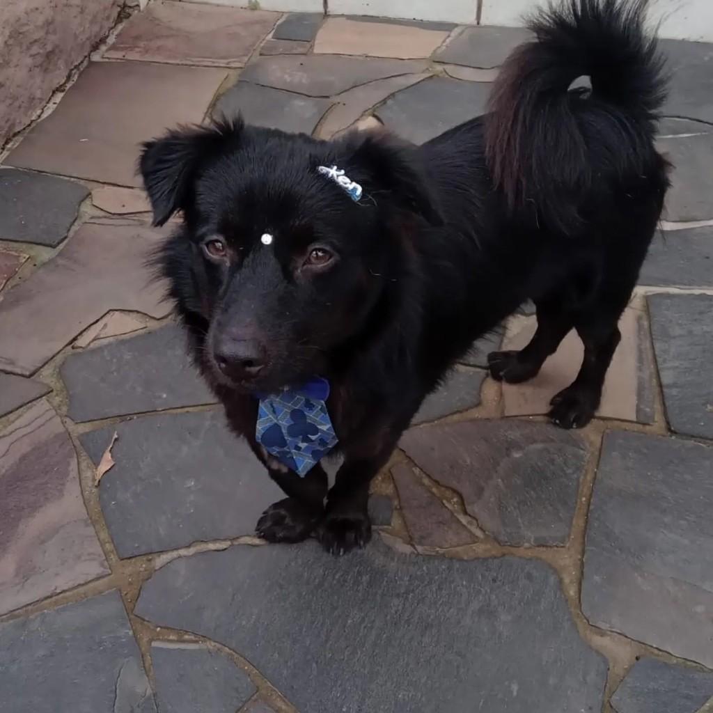 Boby, cachorro de porte pequeno para adoção em Criciúma - SC