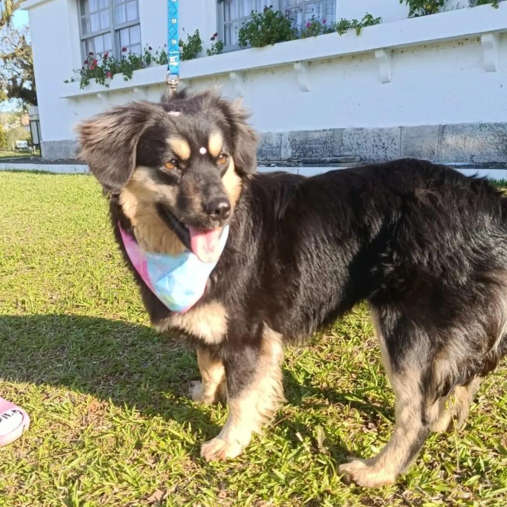 Fiona, cadela de porte médio para adoção em Criciúma - SC