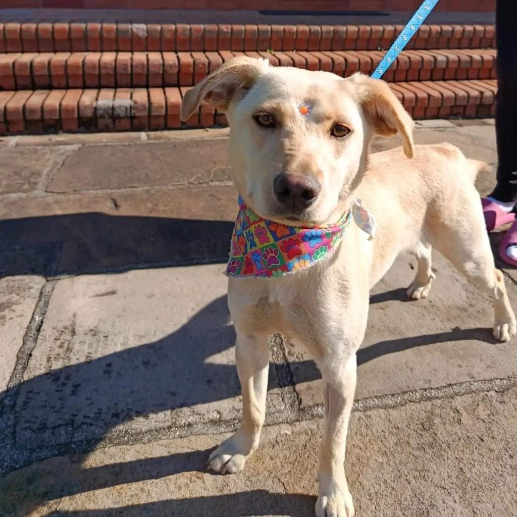 Princesa Linda, cadela de porte médio para adoção em Criciúma - SC