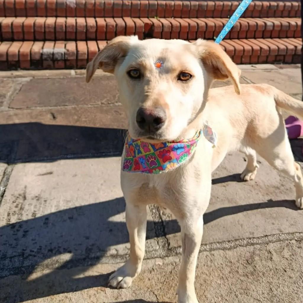 Princesa Linda, cadela de porte médio para adoção em Criciúma - SC — foto 2 de 3