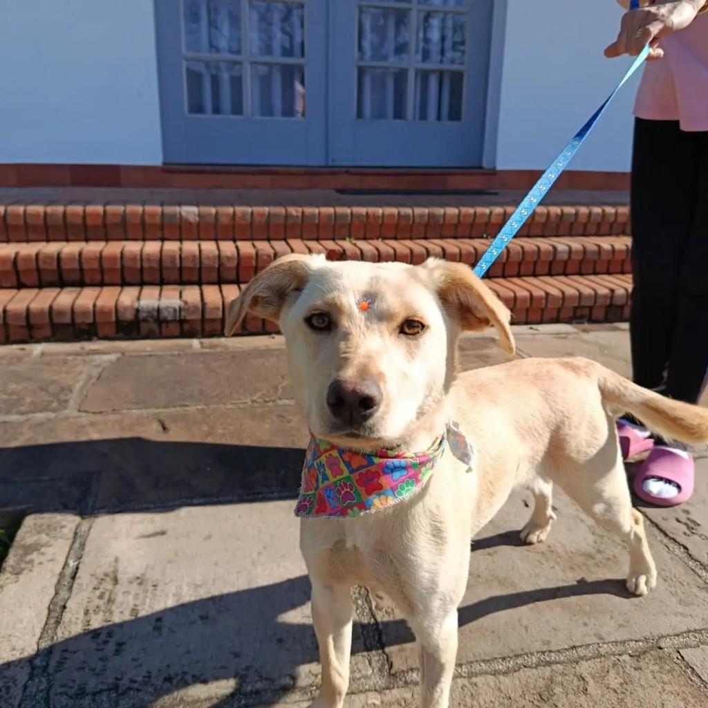 Princesa Linda, cadela de porte médio para adoção em Criciúma - SC — foto 3 de 3