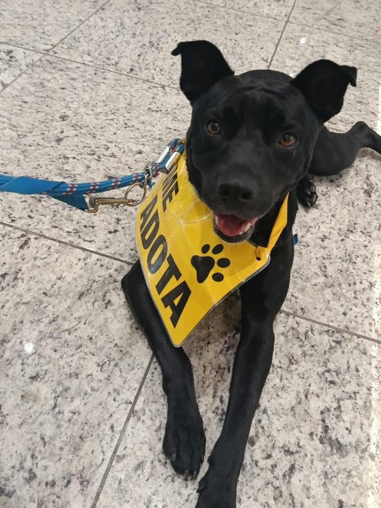 Tininho, cachorro de porte médio para adoção em Criciúma - SC