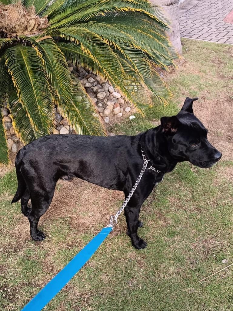 Tininho, cachorro de porte médio para adoção em Criciúma - SC — foto 2 de 4